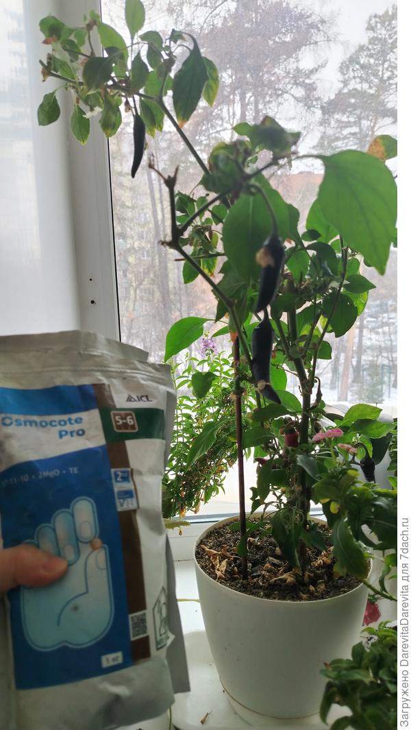 Дедушка-перец и его осмокот, Листья сухие есть, я их просто отряхиваю.