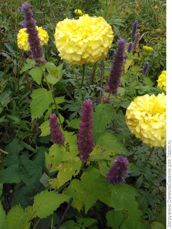 Мари Хелен, из далека похожи на хризантемы.