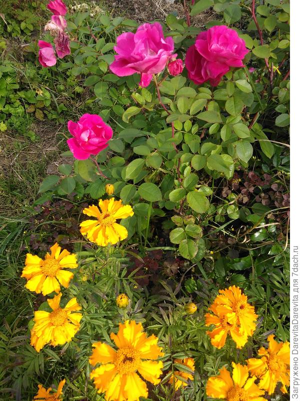 Полумахровые цветы.