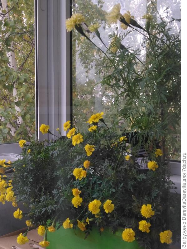 И до глубокой осени, высокорослые лимонно-белые Килиманджаро и ярко-желтые Лемон Дропс.