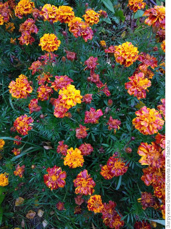 "Маленький герой" в конце сезона.