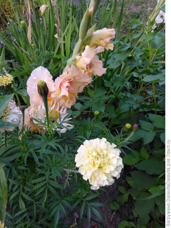 Белый красавец Эскимо, к сожалению у белых гибридных бархатцев всхожесть самая плохая.