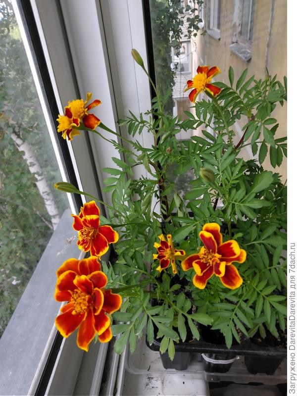 А еще это очень малообъемная культура, устойчивая к пересыханию. Бархатцы сдюжат и в вазоне размером с рюмку.