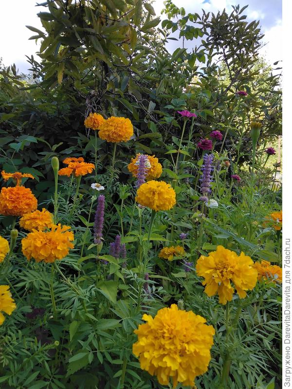 Высокорослые  поздние бархатцы, бабушка такие именовала шафранами.