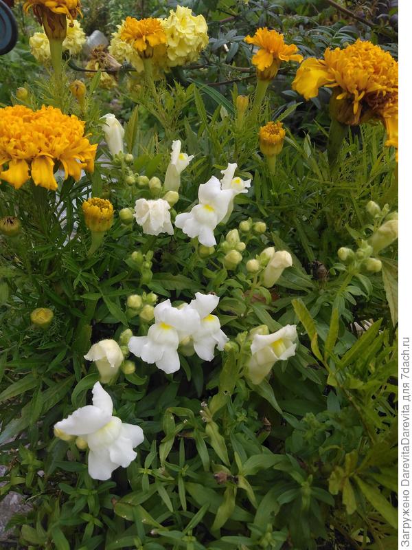 Низкорослая позднецветущая Принцесса от Аэлиты. Высадка в кашпо спасает от объедания слизнями.