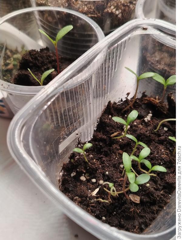 Два Мандарина и высокорослые смеси.