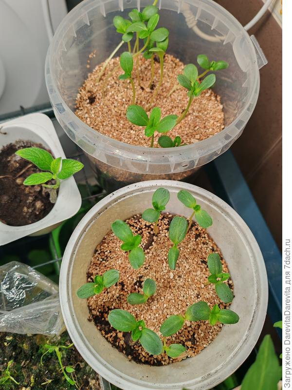 Циннии на 15 день от посева, вермикулит  на поверхности для профилактики черной ножки.