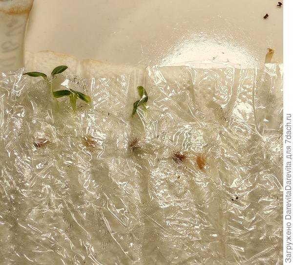 Какой-то из Баронов две недели спустя.