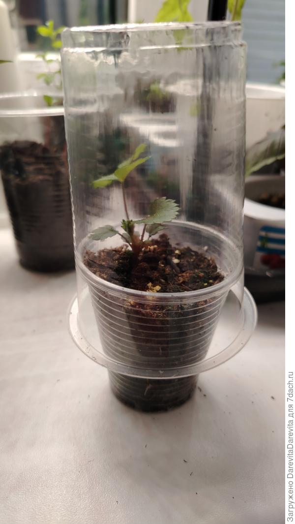 домик для саженца