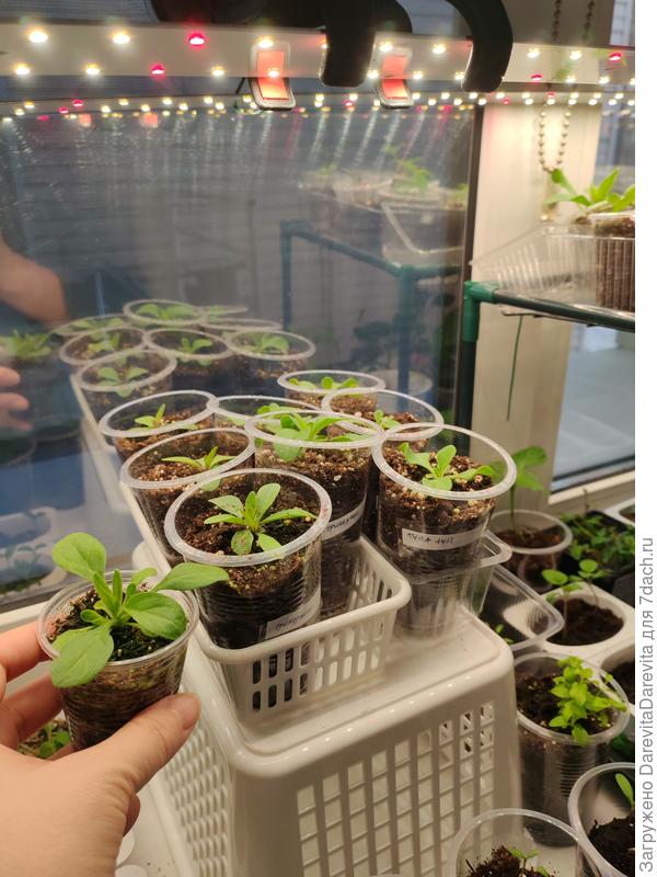 На примере петуния, разница в расстоянии до источника света в два раза, и растение сразу в два раза крупнее, посев одновременно и в одних условиях