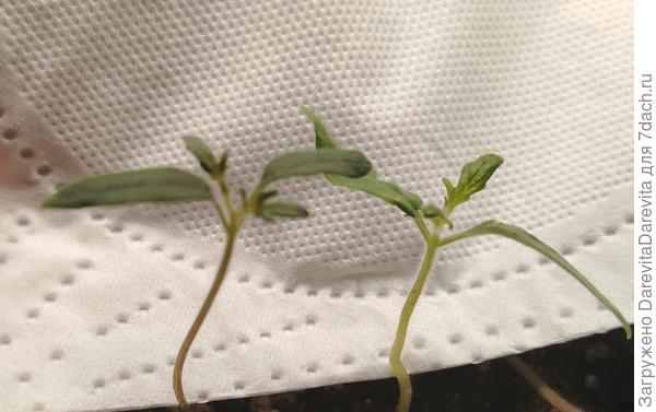 Или прожилки листа тоже фиолетовые