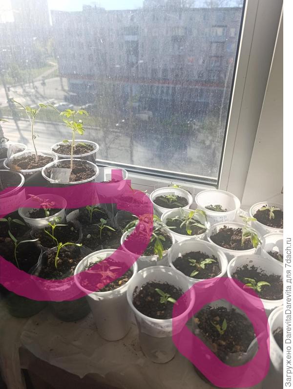 Там где обведено растениям темно, и это по ним видно. Они тянутся к свету.