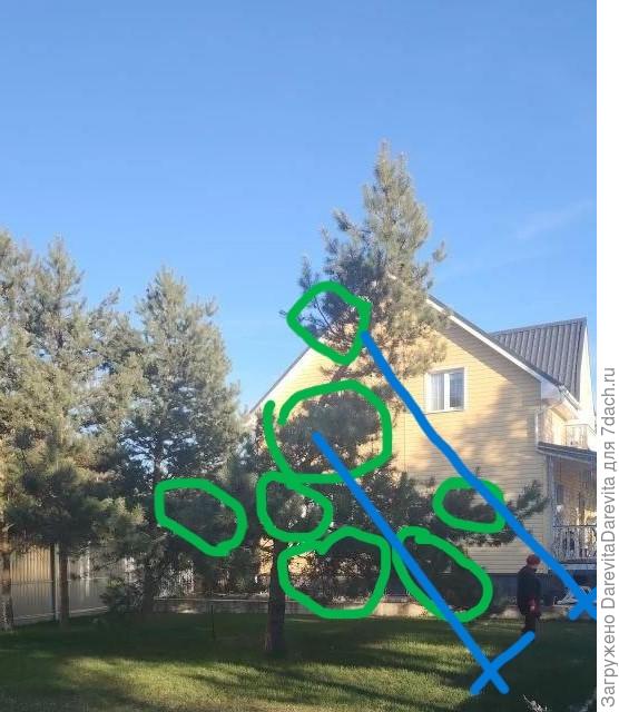 Это ваша сосна, шарики, то что можно оставить от хвои, синии палочки это растяжки,  гнуть придется со стороны изгиба макушки.