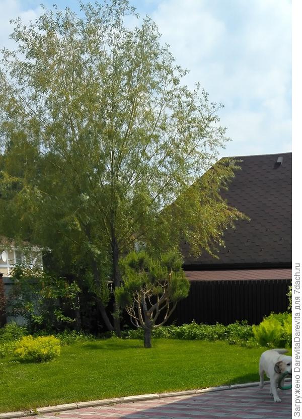 Cосна ниваки,  домашняя заготовка.