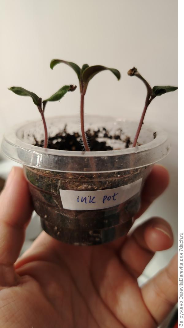 Фиолетовые от антоциана, либо все фиолетовое