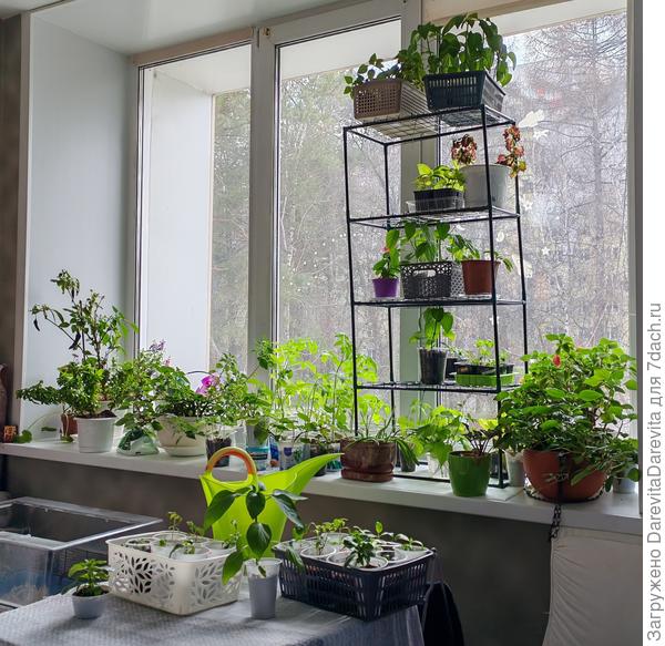 Размещение рассады на окне с естественным освещением