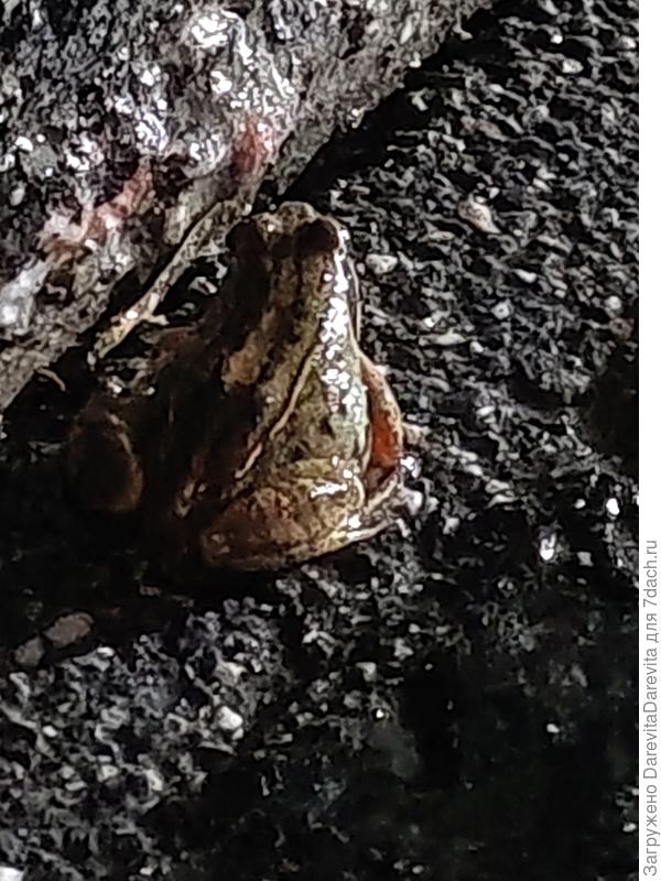 весенняя лягушка