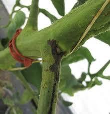 сердцевинный  некроз стеблей  томата - tomato pith necrosis
