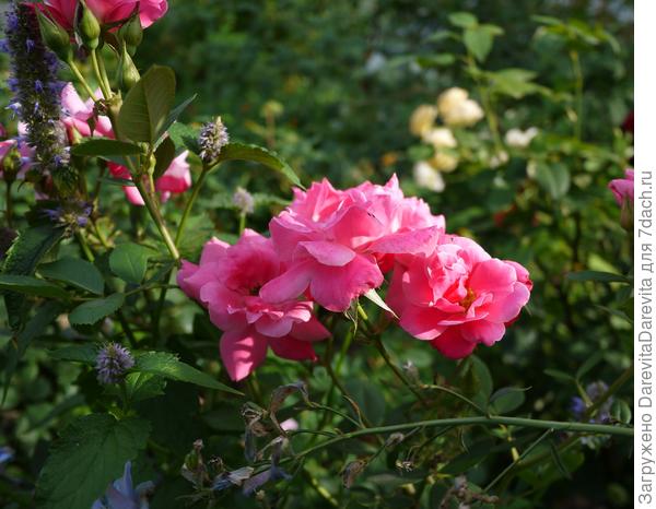 De Monterville
