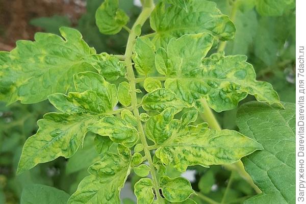 Tomato Brown Rugose Fruit Virus (ToBRFV)