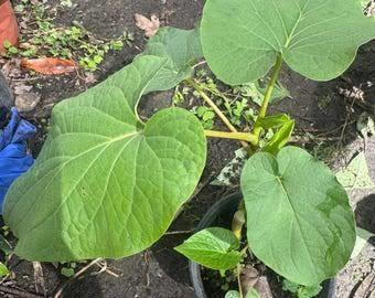 Piper auritum (Мексиканский перечный лист )