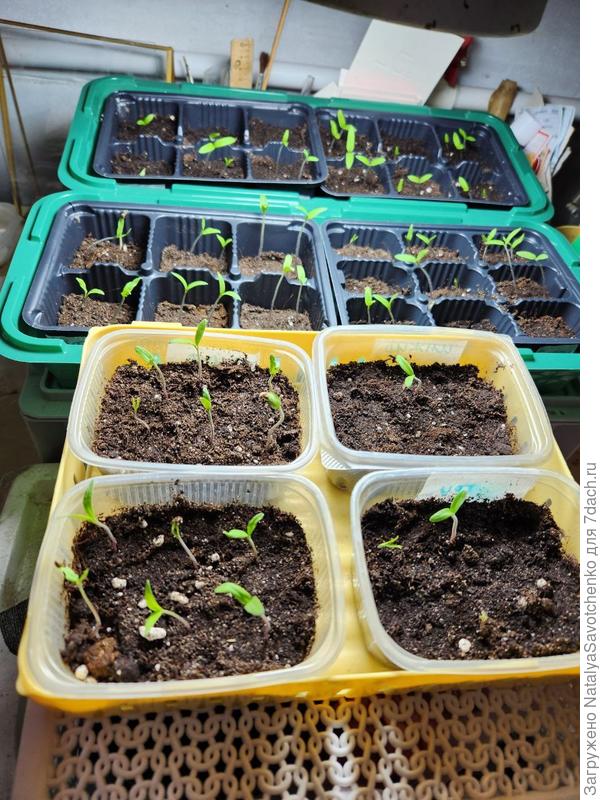 помидоры взошли к моей большой радости