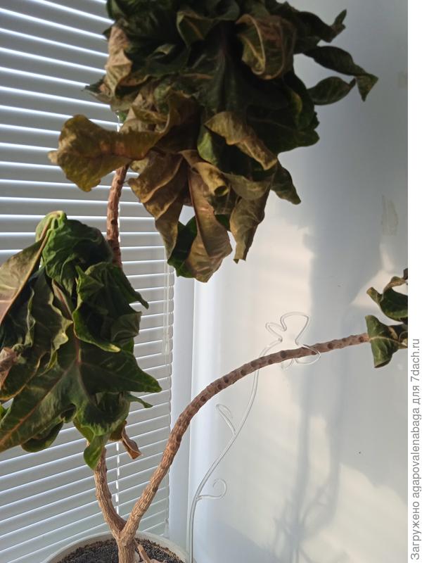 Кротон, 10 лет, заморозили, листва сухая. Как сухая крона заменится на живую?