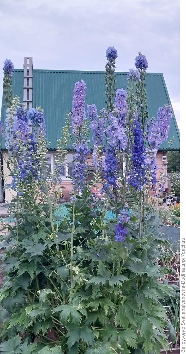 Дельфиниум вымахал выше меня на второй год))