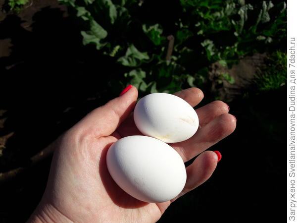 К вечеру еще снесли нам парочку штук ))