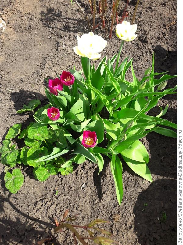 Первые тюльпаны.