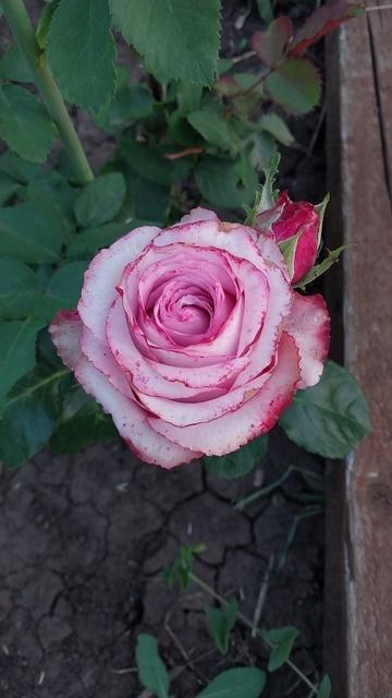 Новая роза.