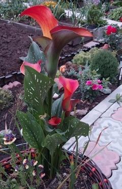 Каллы первый год!