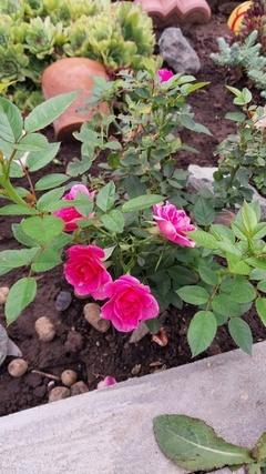 Новая розочка.