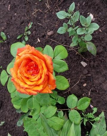 Роза,давно хотела такой цвет.