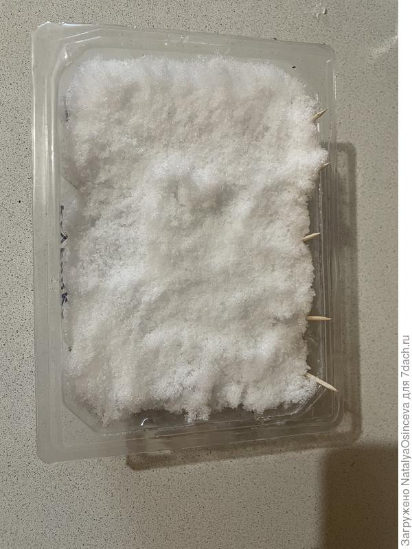 Контейнер со снегом поставила на подоконник