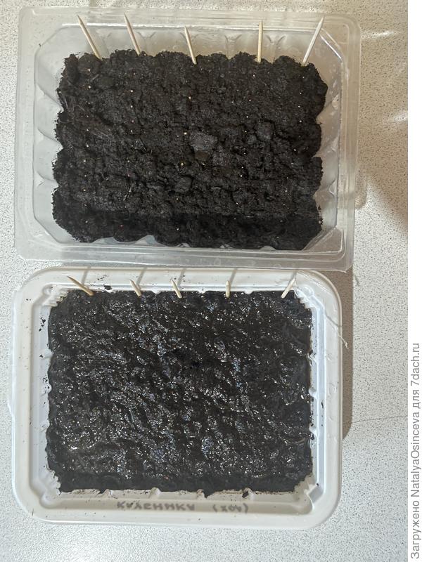 Посеяла семена