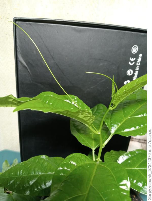 Оно начало выпускать усики! Неужели действительно пассифлора? Вот чудо!🤗