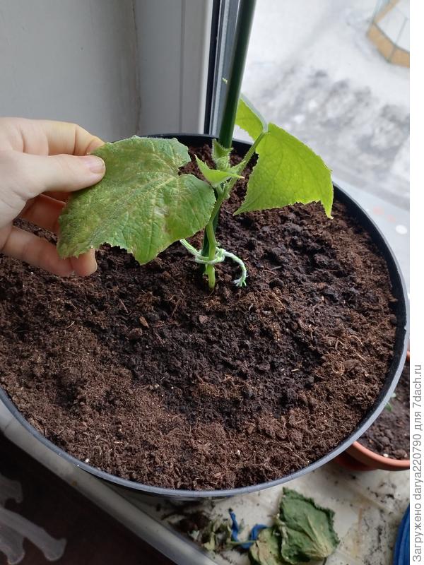 Огурец окошко