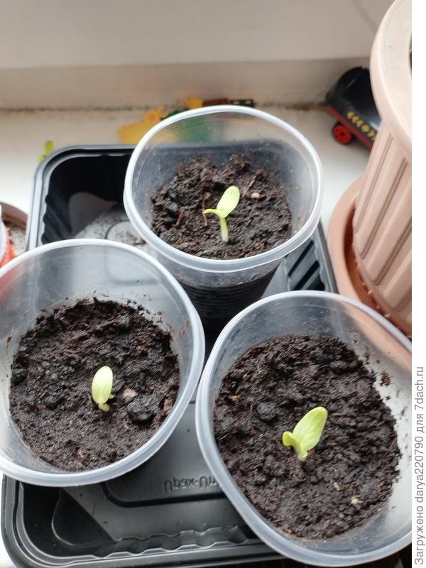 Огурец балконный