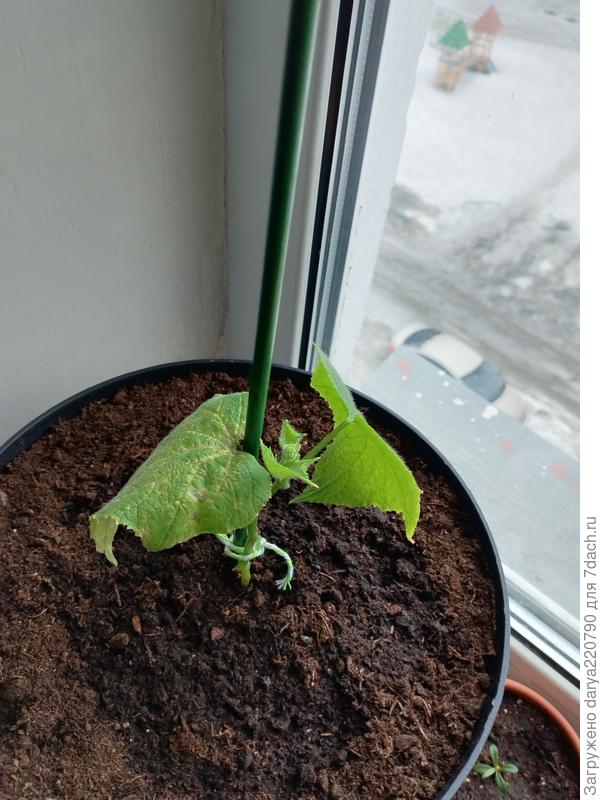 Огурец окошко