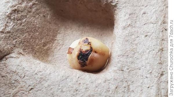 Поврежденная детка