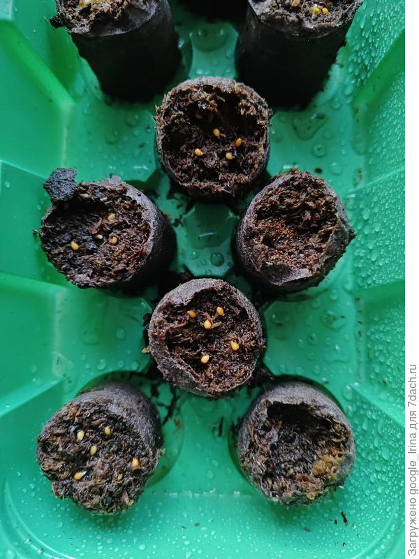 Слева 4 таблетки Виола. Справа 2 таблетки Лобелия