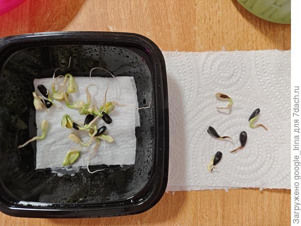 Больные подсолнухи. 29 февраля