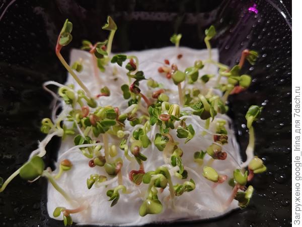 Редис. 1 марта