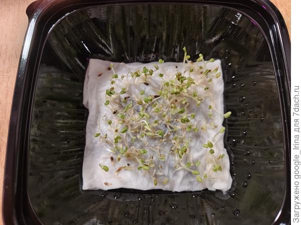 Ростки салата. 1 марта