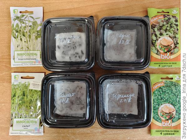 Семена в салфетках. 27 февраля