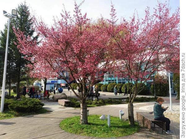 Сакура в музее мирового океана