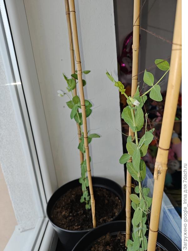 Первые цветочки.