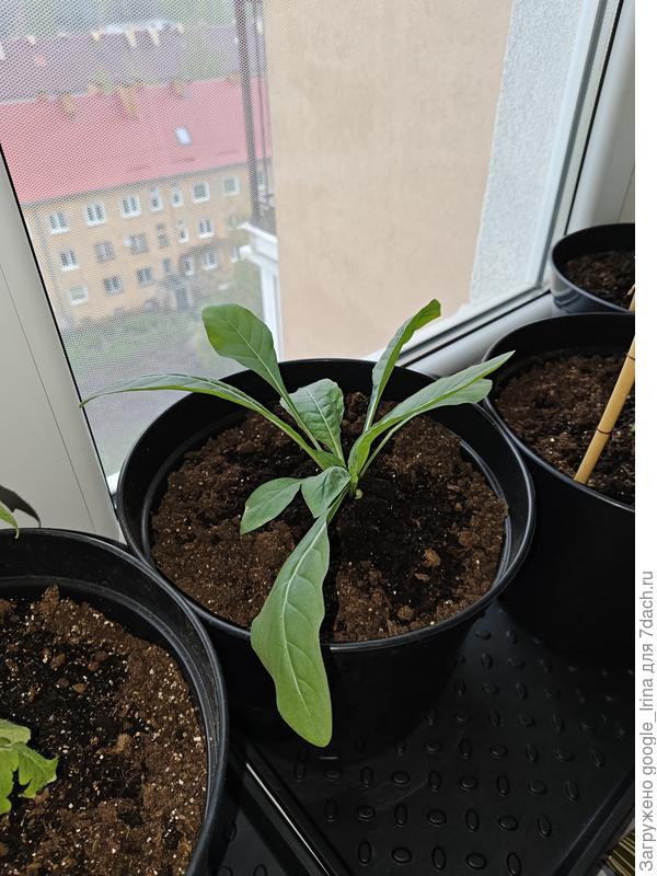 Мой алиссум.