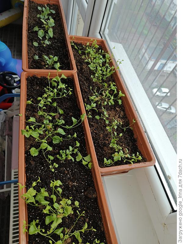 Лобелия и Виола (Анютины глазки)